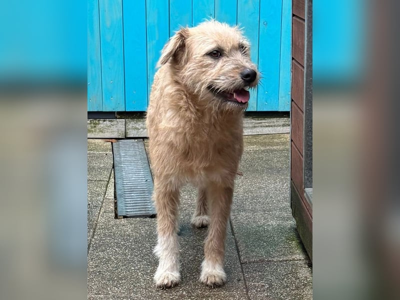 ♥CONNY♥ neu auf Pflegestelle bei Köln - zuckersüße, verschmuste, sensible Hündin 55 cm