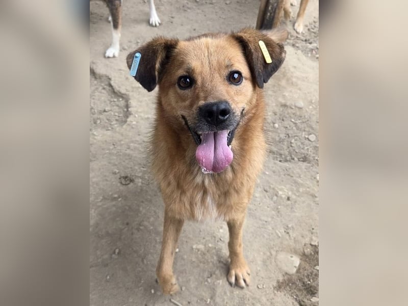 ♥JAKOB♥ süßer, anhänglicher Rüde voller Emotionen, der so viel Herz und Lebensfreude hat 56 cm