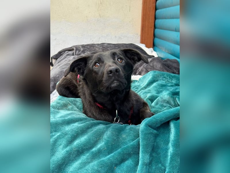 ♥LANA♥ neu auf Pflegestelle bei Köln - bewegungsfreudige, offene schwarze Schönheit 56cm