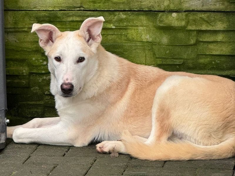 ♥SEPPI♥ neu auf Pflegestelle bei Köln - süßer, etwas zurückhaltender Junior 59 cm