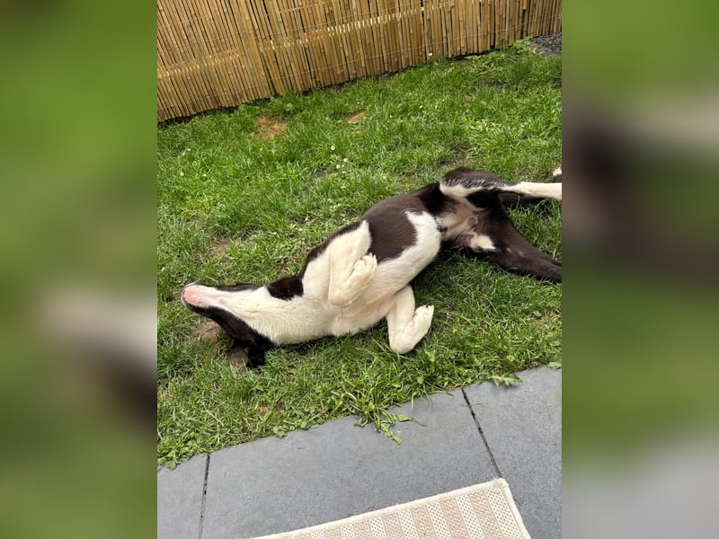 YAFFA, superliebe Spätzünderin, Pflegestelle Köln, 56 cm, 2,5 Jahre, Mischling, Tierschutz Rumänien
