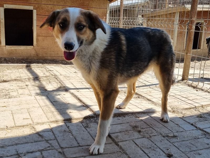 ♥MARA♥ ganz verschmuste und menschenbezogen charmante Junghündin - ein echter 6er im Lotto 51 cm