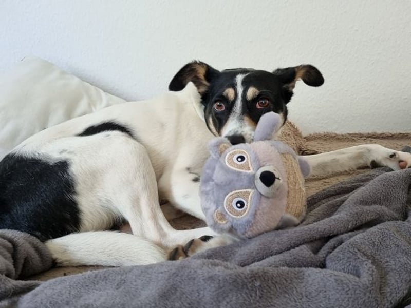 ♥AMANDA♥ auf Pflegestelle in Köln - süße, verschmuste, aktive Hündin 54 cm