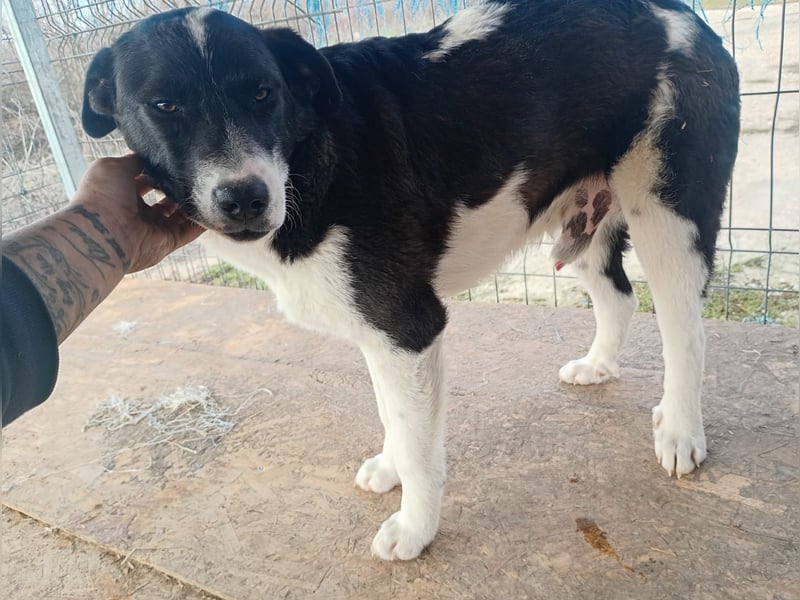⭐️SKIZZO⭐️, lieber Hundejunge, Rüde, 1 Jahr, 53 cm, Mischling, Tierschutz Rumänien