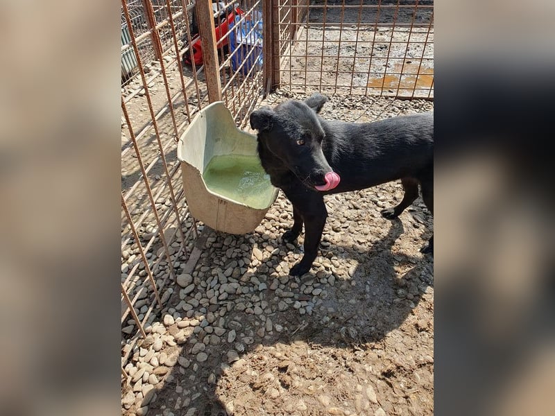 ♥MAYRA♥ verschmuste, äußerst menschenbezogene, wunderschöne zarte schwarze Hündin 53 cm