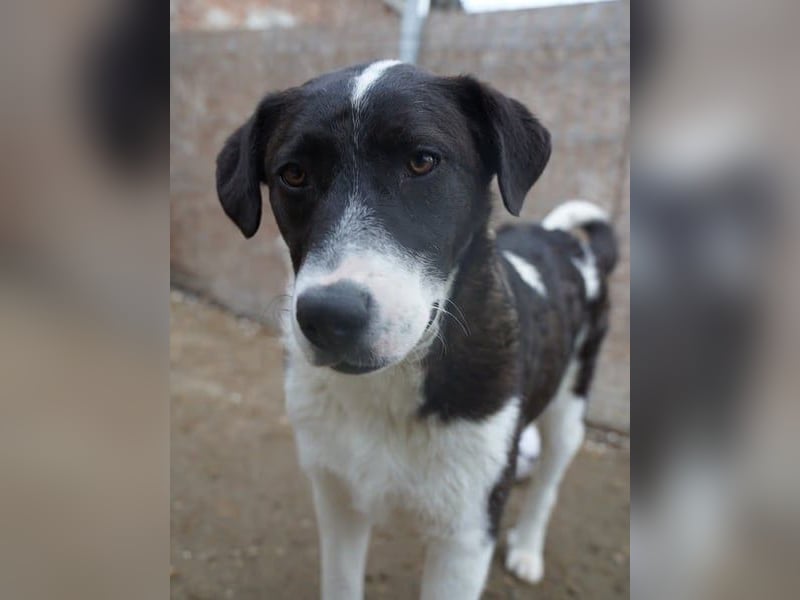 ⭐️SKIZZO⭐️, lieber Hundejunge, Rüde, 1 Jahr, 53 cm, Mischling, Tierschutz Rumänien