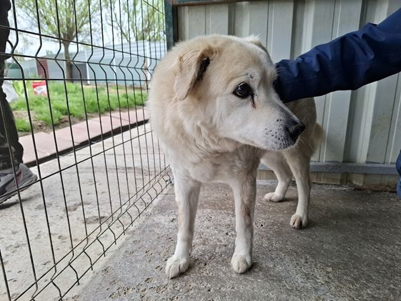 ♥FRANZ♥ ganz lieber, ruhiger, dankbarer Plüschhund, der ein Leben voller Entbehrungen hatte 52 cm