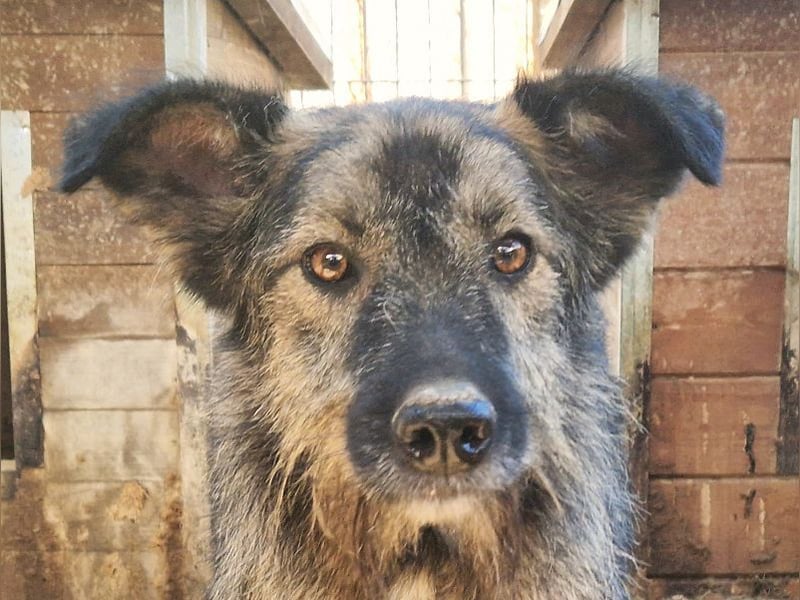 ♥VITO♥ sehr lieber, total süßer, noch etwas vorsichtiger Rüde, der sicher schnell auftaut 55 cm ♥VITO♥ sehr lieber, total süßer, noch etwas vorsichtiger Rüde, der sicher schnell auftaut 55 cm