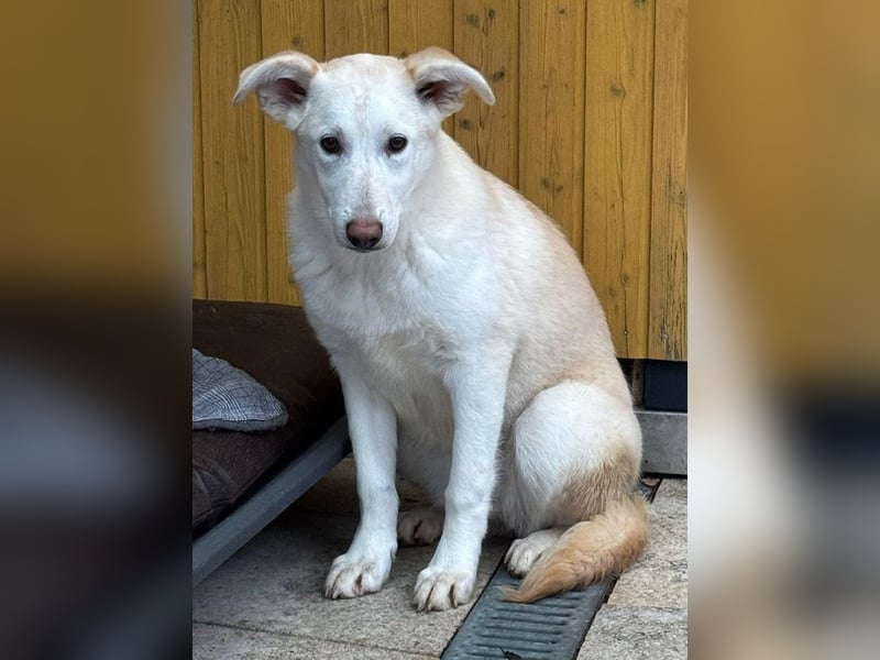 ♥SINA♥ auf Pflegestelle bei Köln - zuckersüße, ganz liebe, noch unsichere Juniorin 59 cm