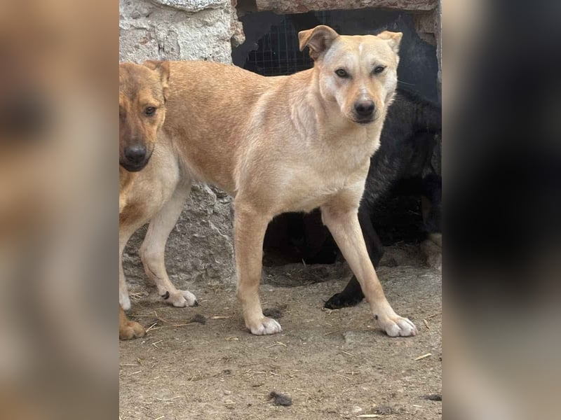 ⭐️HOPE⭐️, wurde Schlimmes angetan, Hündin, 3 Jahre, 55 cm, Mischling, Tierschutz Rumänien