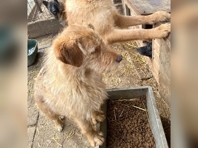 ♥FABRIZIO♥ sehr lieber, verschmuster, hübscher Rüde mit den bernsteinfarbenen Augen 59 cm