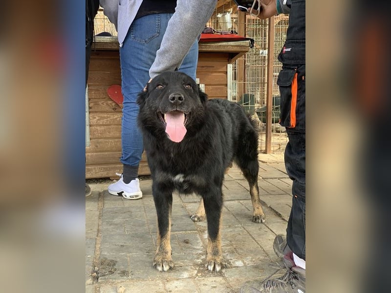 ♥RABAN♥ ganz menschenbezogener, sehr liebenswerter Rüde mit den schicken Stiefeln 57cm