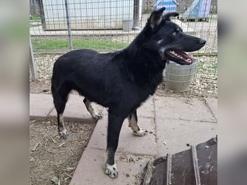 ♥AMICO♥ wunderbarer, verschmuster und menschenbezogener Junior 58 cm