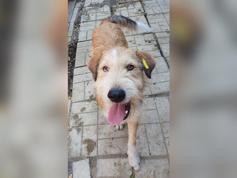 ♥CHAP♥ hübscher, ganz zutraulicher und neugieriger Gute-Laune-Hund 57 cm