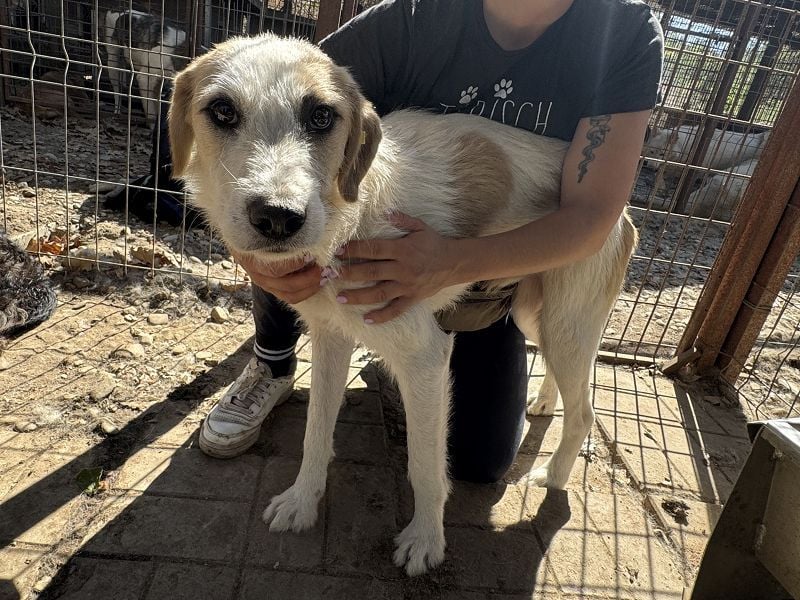 ♥MARLON♥ neu auf Pflegestelle bei Köln - lieber, zurückhaltender, zu dünner Drahthaar-Rüde 54cm