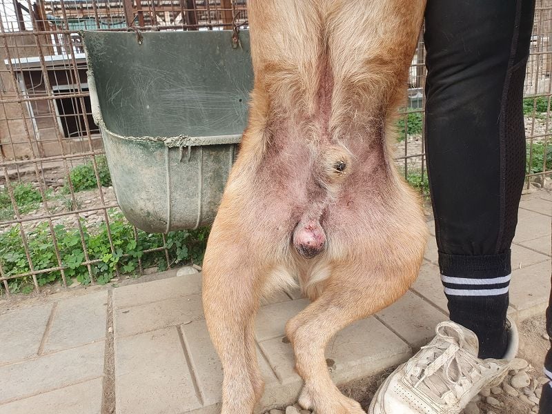 NOTFALL♥OSKAR♥ so lieber, dankbarer, ganz zutraulicher armer Tropf,der im Tierheim stark abbaut 52cm