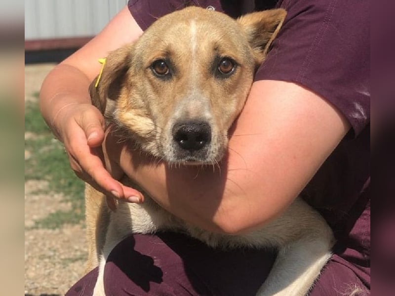 NOTFALL ♥MINELLA♥ anfangs noch vorsichtige, liebe, hübsche Hündin, die gemobbt wird 50-55 cm