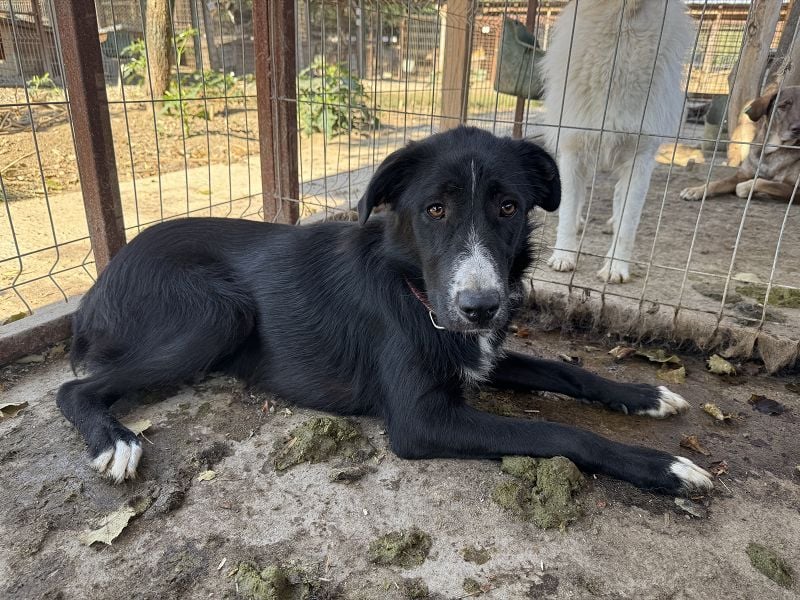 ♥TESSA♥ so liebe, zarte, sensible Hündin, die von ihrem Besitzer im Tierheim abgegeben wurde 58 cm