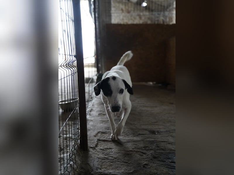 Notfell⭐️GEORGIA⭐️, traumhafte, junge Hündin, 2,5 Jahre, 57cm, Mischling, Tierschutz Rumänien