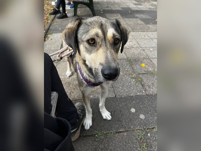 BRANA, tolle Charakterhündin, 2,5 Jahre, Pflegestelle 46359, 60 cm, Tierschutz Rumänien