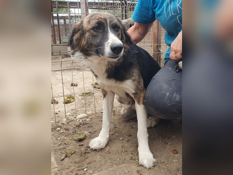 ♥MIA♥ ganz zutrauliche, verschmuste, wunderschöne tricolor-Hündin 56 cm