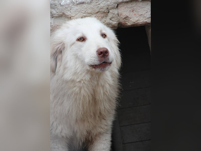⭐️DEXI⭐️, schüchterne Schönheit, Hündin, 1,5 Jahre, ca. 55cm, Mischling, Tierschutz Rumänien