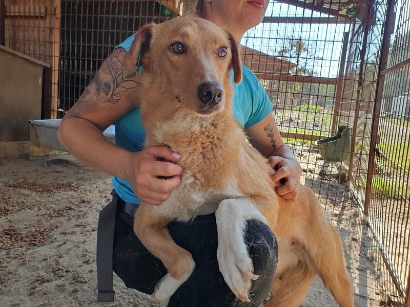 ♥RONJA♥ süße, stille, zarte Seele, der der Stress im Tierheim sichtlich zusetzt 50-55 cm