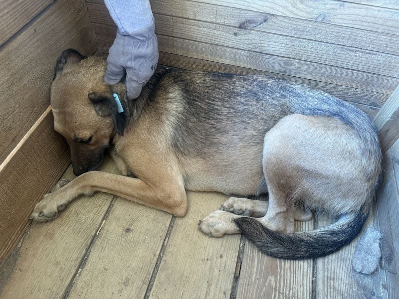 ♥NILA♥ wunderschöne Hündin, die fast ihr ganzes Leben im überfüllten Tierheim verbracht hat 57 cm