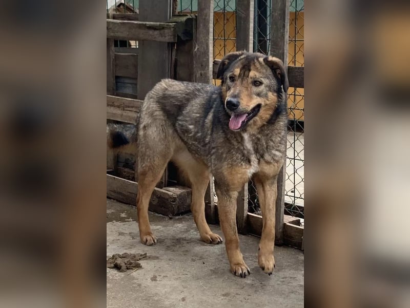 ⭐️SALIA⭐️, schüchterne Schönheit, Hündin, 8 Jahre, 51 cm, Mischling, Tierschutz Rumänien