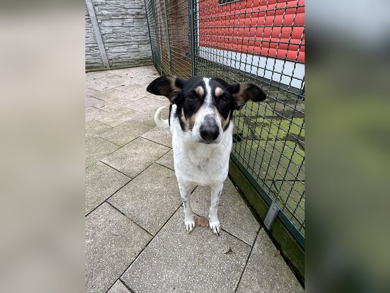 ♥AMANDA♥ auf Pflegestelle bei Köln - süße, verschmuste und unkomplizierte Hündin 54 cm