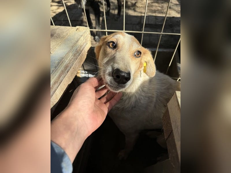 ♥NICOLA♥ hübsche, farbenfrohe,anfangs noch unsichere Hündin,die im Tierheim sehr gestresst ist 51 cm