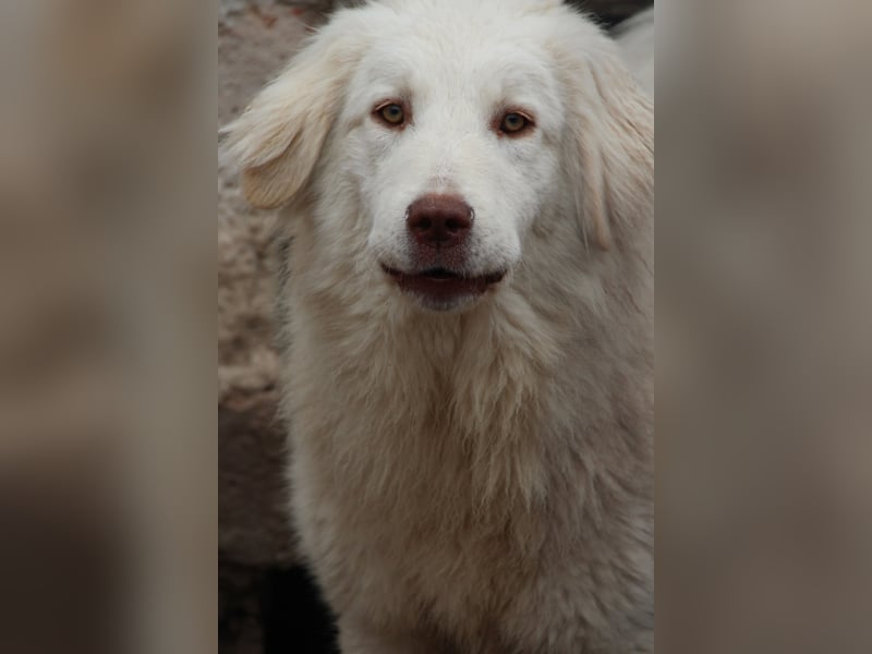 ⭐️DEXI⭐️, schüchterne Schönheit, Hündin, 1,5 Jahre, ca. 55cm, Mischling, Tierschutz Rumänien