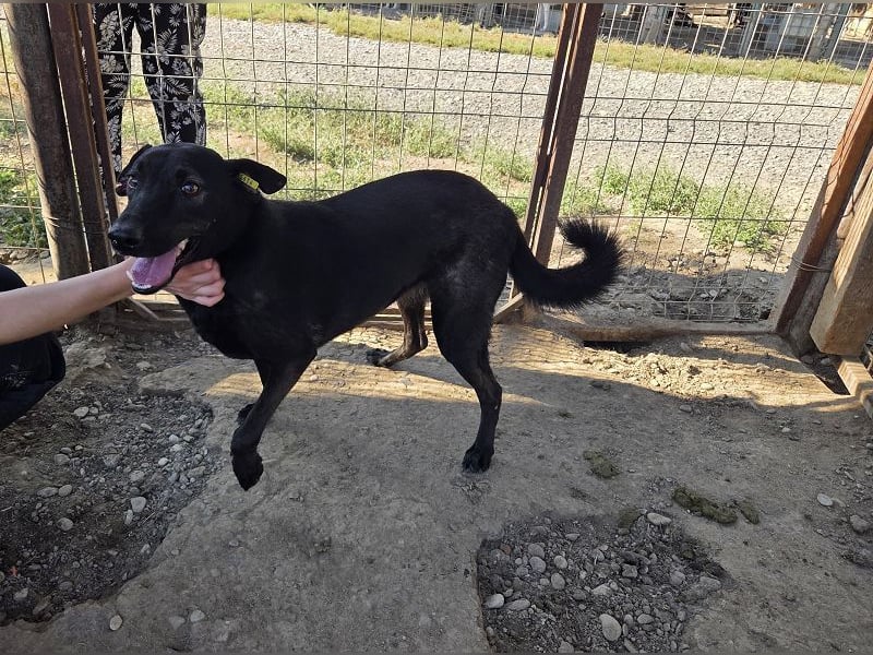 ♥DORINA♥ unglaubliche liebevolle, verschmuste Hündin, die die menschliche Nähe so vermisst 53 cm