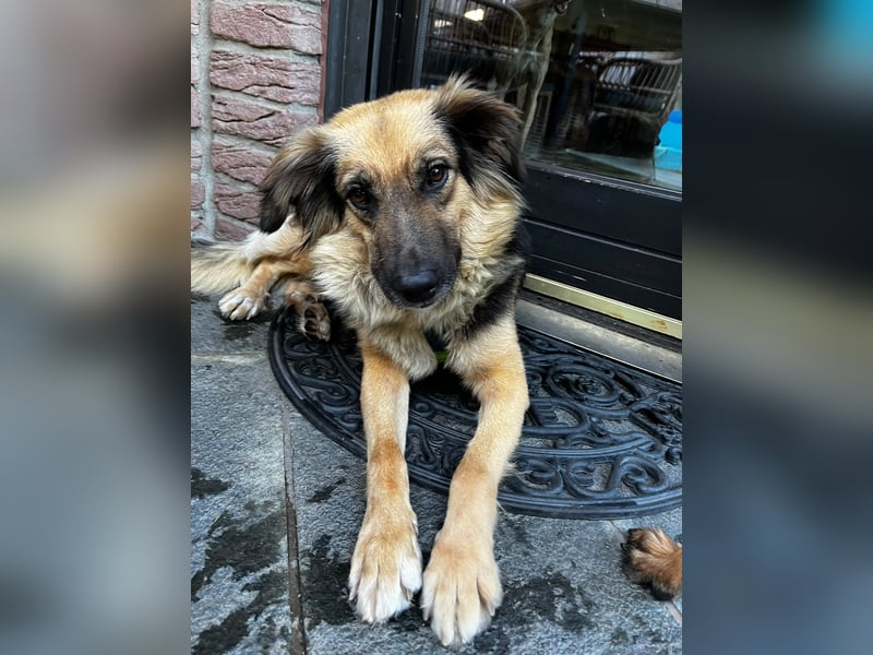 DIANA, coole Begleiterin, 4 Jahre, 55 cm, Pflegestelle Duisburg, Tierschutz Rumänien