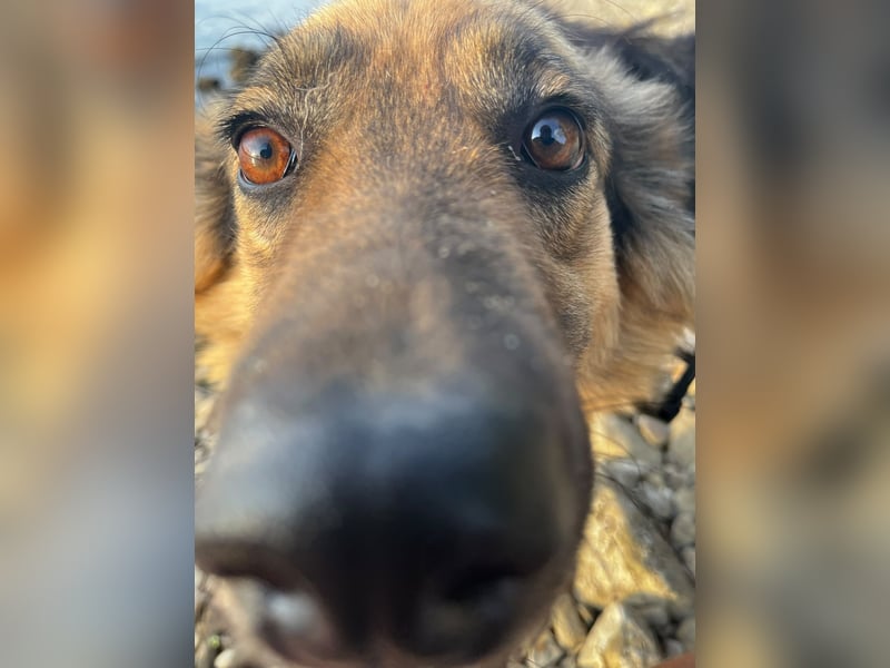 DIANA, coole Begleiterin, 4 Jahre, 55 cm, Pflegestelle Duisburg, Tierschutz Rumänien