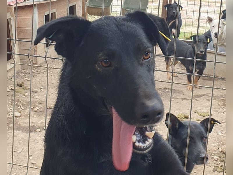 ♥POCAHONTAS♥ wunderschöne, sehr menschenbezogene, aufgeweckte Hündin voller Lebensfreude 58 cm