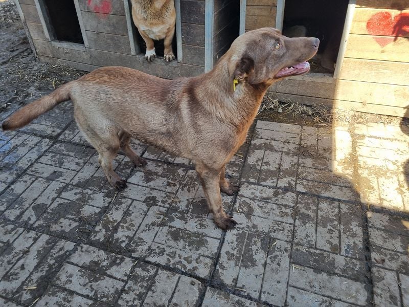 ♥THEA♥ sehr menschenbezogene, hübsche, verschmuste Hündin 54 cm