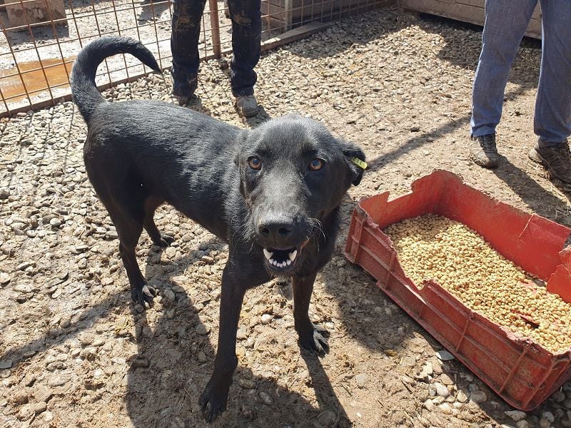 ♥MAYRA♥ verschmuste, äußerst menschenbezogene, wunderschöne zarte schwarze Junghündin 53 cm