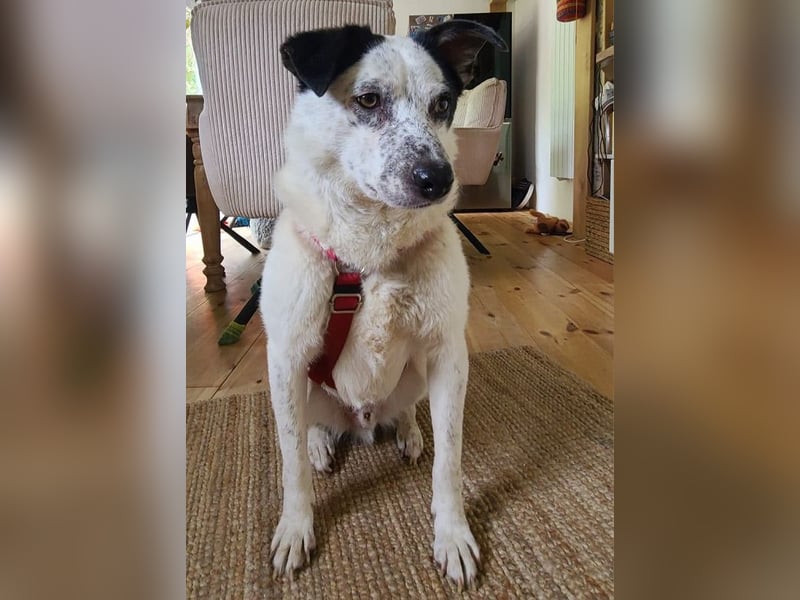 ♥KOBOLD♥ auf Pflegestelle in Essen - hübscher, ganz lieber, sensibler Hundejunge 51 cm