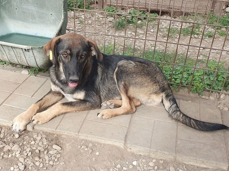 ♥MATTEO♥ wunderschöner, verschmuster, anhänglicher Junior mit leuchtend braunen Augen 52 cm