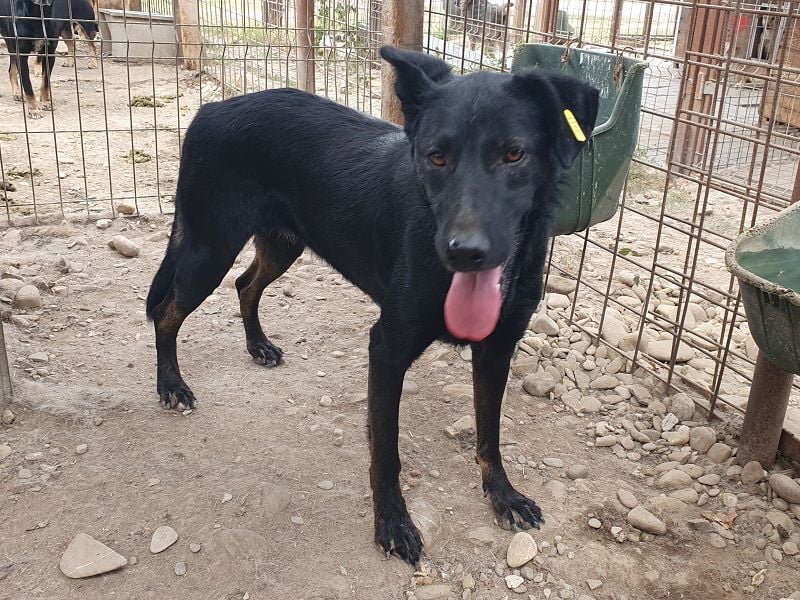 ♥POCAHONTAS♥ wunderschöne, sehr menschenbezogene, aufgeweckte Hündin voller Lebensfreude 58 cm