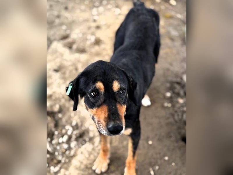 NOTFALL ♥STELLA♥ neu auf Pflegest bei Leverkusen -unglaublich menschenbezogene, zu dünne Hündin 55cm