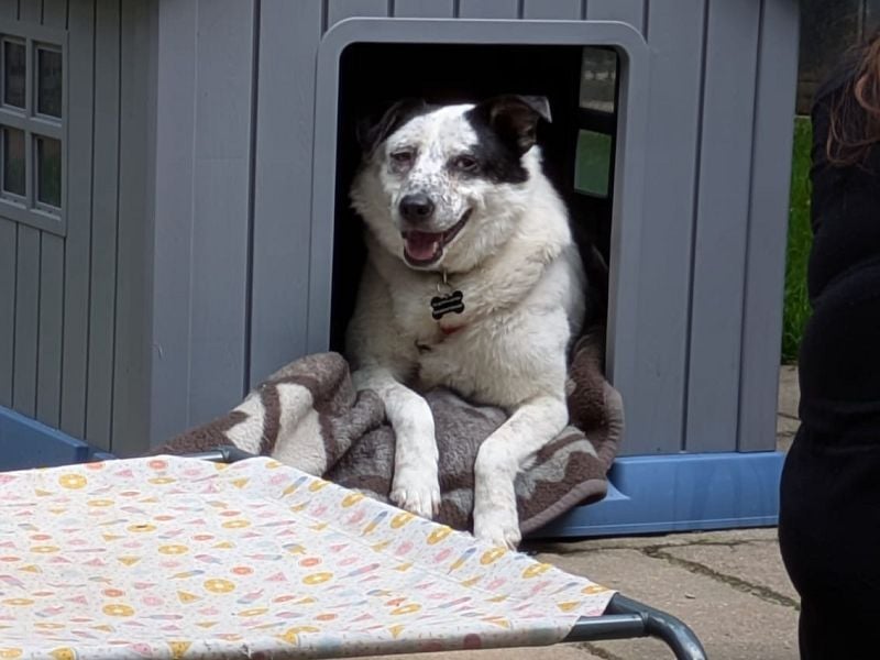 ♥KOBOLD♥ auf Pflegestelle in Essen - hübscher, ganz lieber, sensibler Hundejunge 51 cm