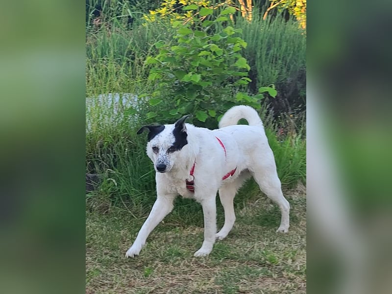 ♥KOBOLD♥ auf Pflegestelle in Essen - hübscher, ganz lieber, sensibler Hundejunge 51 cm