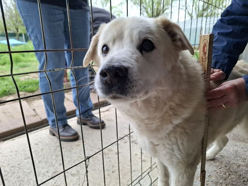 ♥FRANZ♥ ganz lieber, ruhiger, dankbarer Plüschhund, der ein Leben voller Entbehrungen hatte 52 cm
