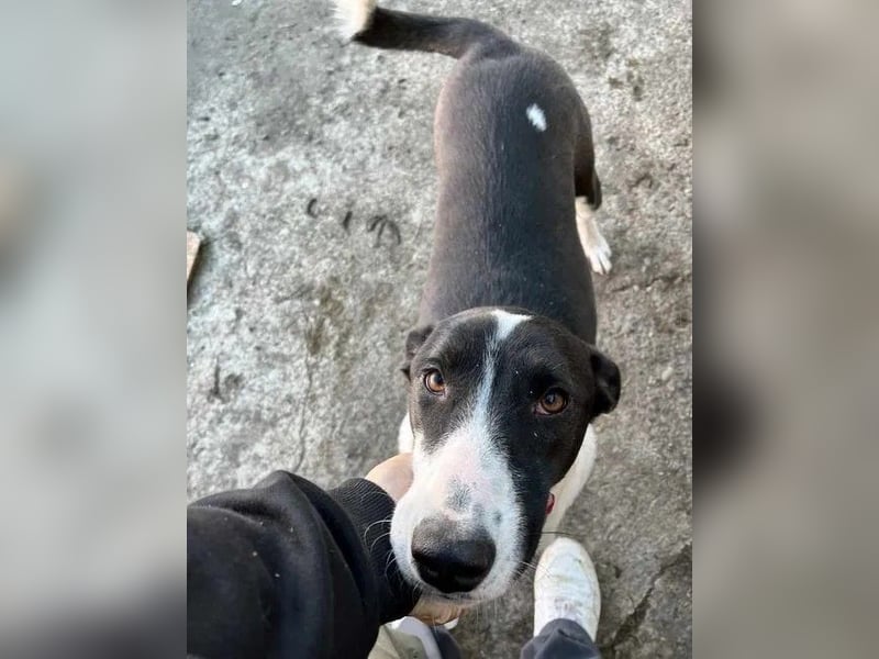 ⭐️GERDI⭐️, tolle Hündin, 3 Jahre, 57 cm, Mischling, Tierschutz Rumänien