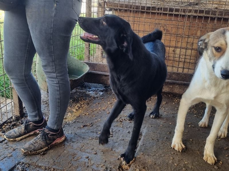 ♥ONJA♥ liebe Junghündin, die zu einer wahren Schönheit herangewachsen ist 57 cm