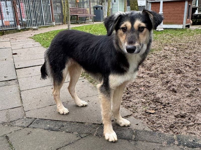 ♥ISABELLA♥ neu auf PS bei Köln - lebendige, kluge Schönheit mit ganz weichem Fell 51cm