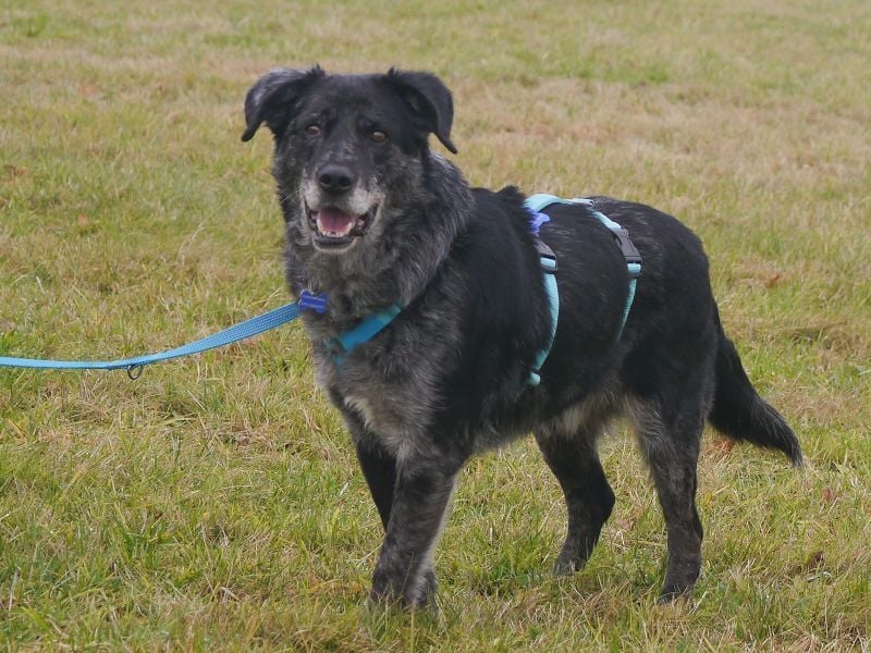 ♥JACKO♥ auf Pflegestelle bei Köln - unglaublich lieber und menschenbezogener Senior 51cm