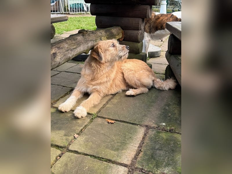 ♥CONNY♥ neu auf Pflegestelle bei Köln - zuckersüße, verschmuste, sensible Hündin 55 cm